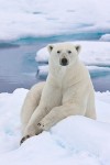 Polar bear portrait on sea ice