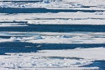 Well-camouflaged polar bear swimming between sea ice floes