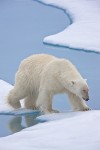 Polar bear traveling on melting sea ice