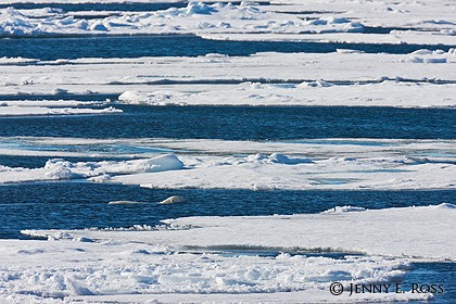 Well-camouflaged polar bear swimming between sea ice floes