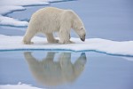 Young adult male polar bear following a scent on sea ice