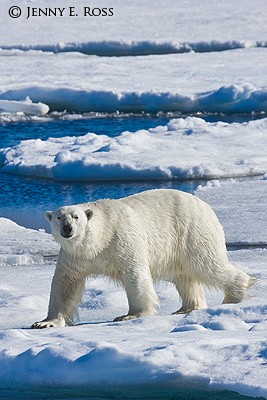 Adult male polar bear traveling on sea ice