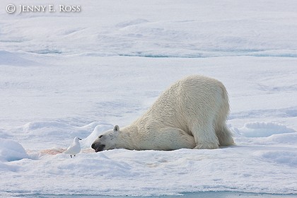 Polar bear and ivory gull after a meal of seal