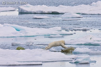 Young polar bear cub playing with a fishing net