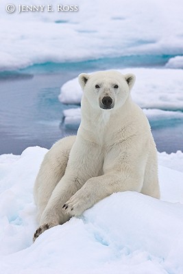 Polar bear portrait on sea ice