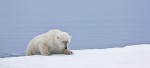 Adult male polar bear carefully sliding backwards into water to begin stalking prey
