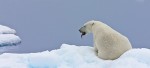 Polar bear catching a scent by tasting the air