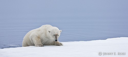Adult male polar bear carefully sliding backwards into water to begin stalking prey