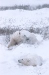 A Bed in the Snow #2