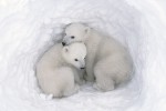 Twin Cubs in a Snow Den #4