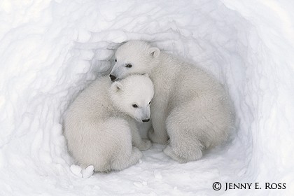 Twin Cubs in a Snow Den #4
