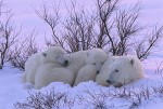 Mother and Cubs Resting at Sunset