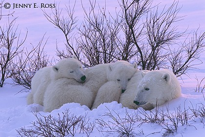 Mother and Cubs Resting at Sunset