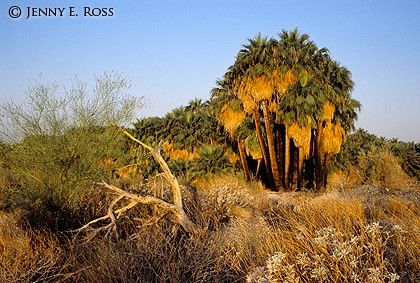 California Fan Palm Oasis