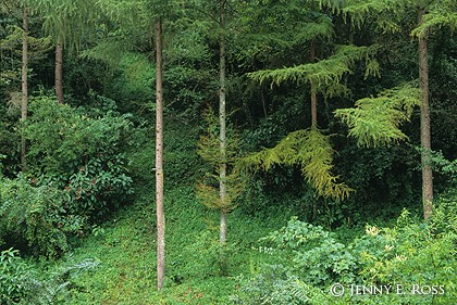 Sichuan Forest