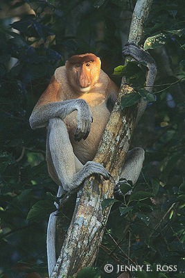 Proboscis Portrait