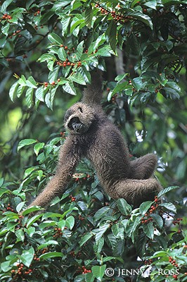 Gibbon Foraging