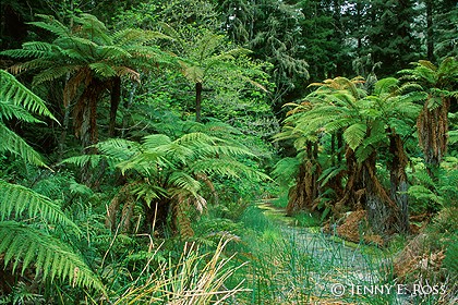 Tree Fern Forest #1