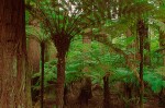 Tree Fern Forest #2