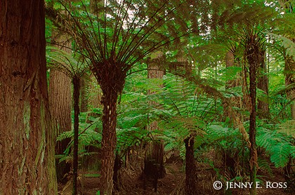 Tree Fern Forest #2