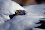 Nesting Nazca