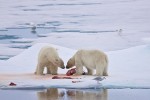 Two adult male polar bears confronting one another at a seal kill site