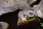 Galapagos Giant Tortoise