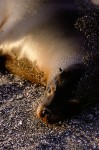 Sea Lion at Sunset