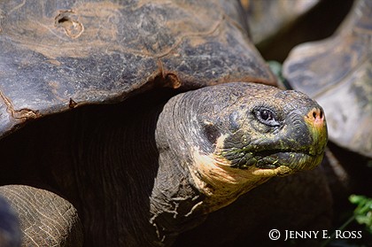 Galapagos Giant Tortoise