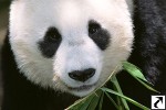 Giant Panda