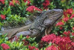 Iguana in Flowers