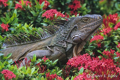 Iguana in Flowers