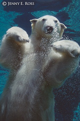 Stalking Beneath the Ice