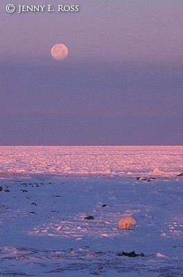 Bear, Moon, Sunset