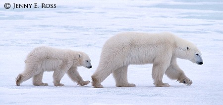 Walking With Mother #3