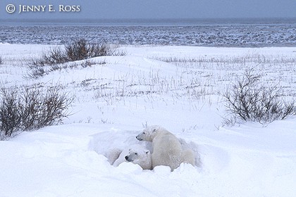 Waiting for Sea Ice