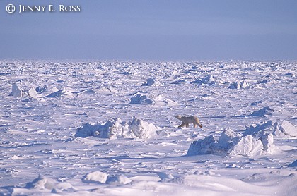 Sea Ice Solitude