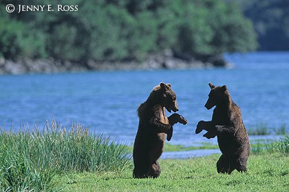 River Dance