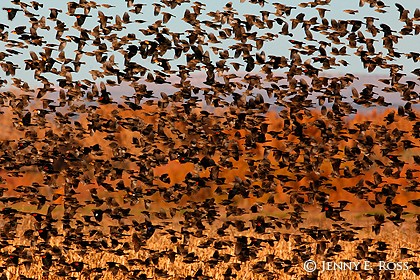 Autumn Blackbirds