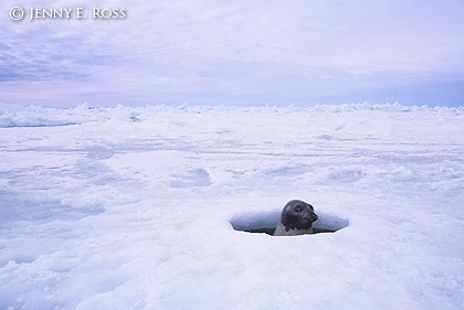 A View Through the Ice