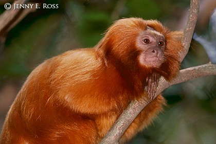 Golden Lion Tamarin