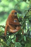 Red Leaf Monkeys