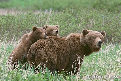 A Mother's Vigil