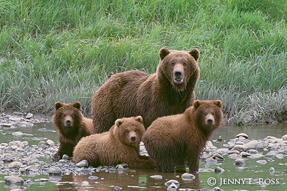 الدب  البني معلومات وصور Brown+Bear+Family