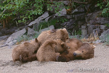 Grizzly Bear Nursing