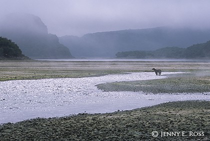 Katmai Solitude