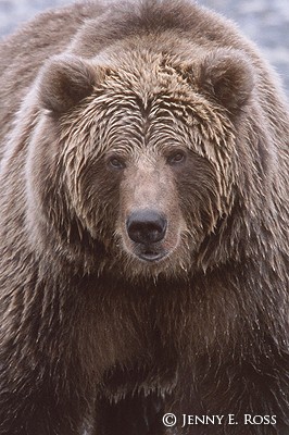 Kodiak Bear