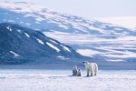 Land of the Ice Bear