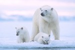 Svalbard Family