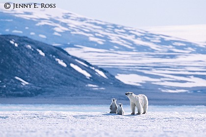 Land of the Ice Bear